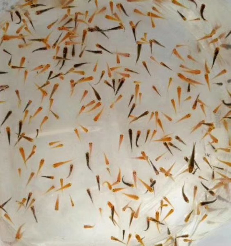 佛山南海锦鲤鱼苗1-2cm供应