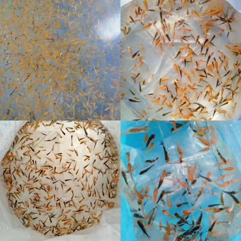 佛山南海锦鲤鱼苗1-2cm供应