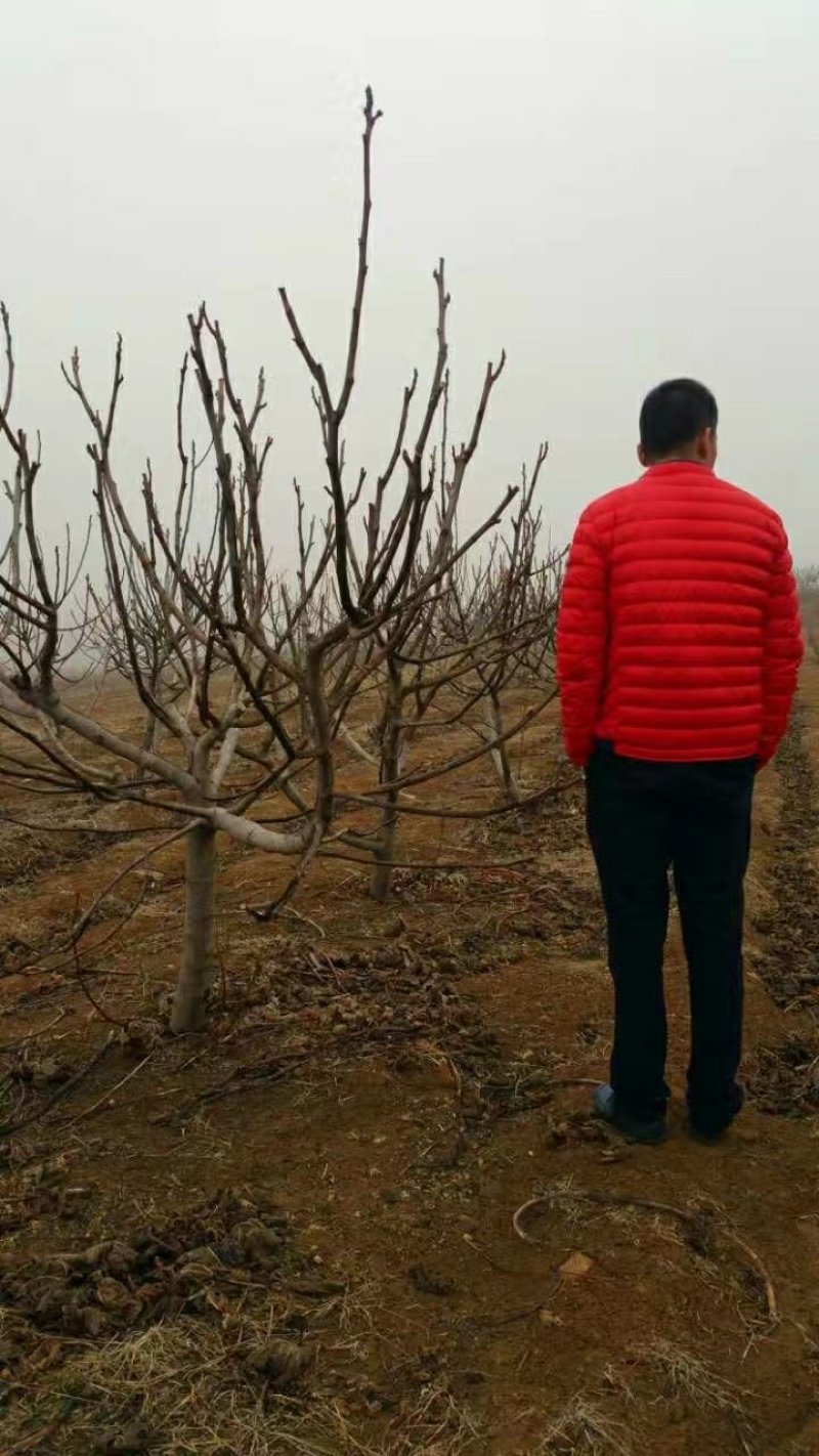 青皮无花果树