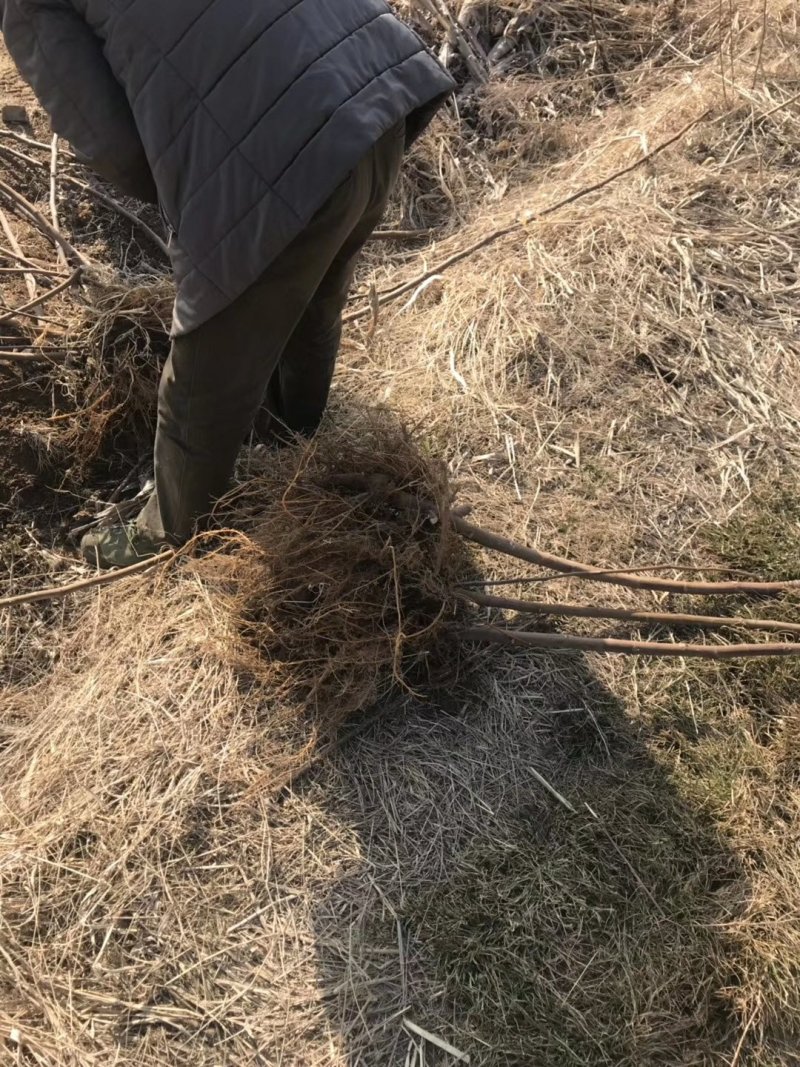 青皮无花果树