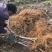 青皮无花果树
