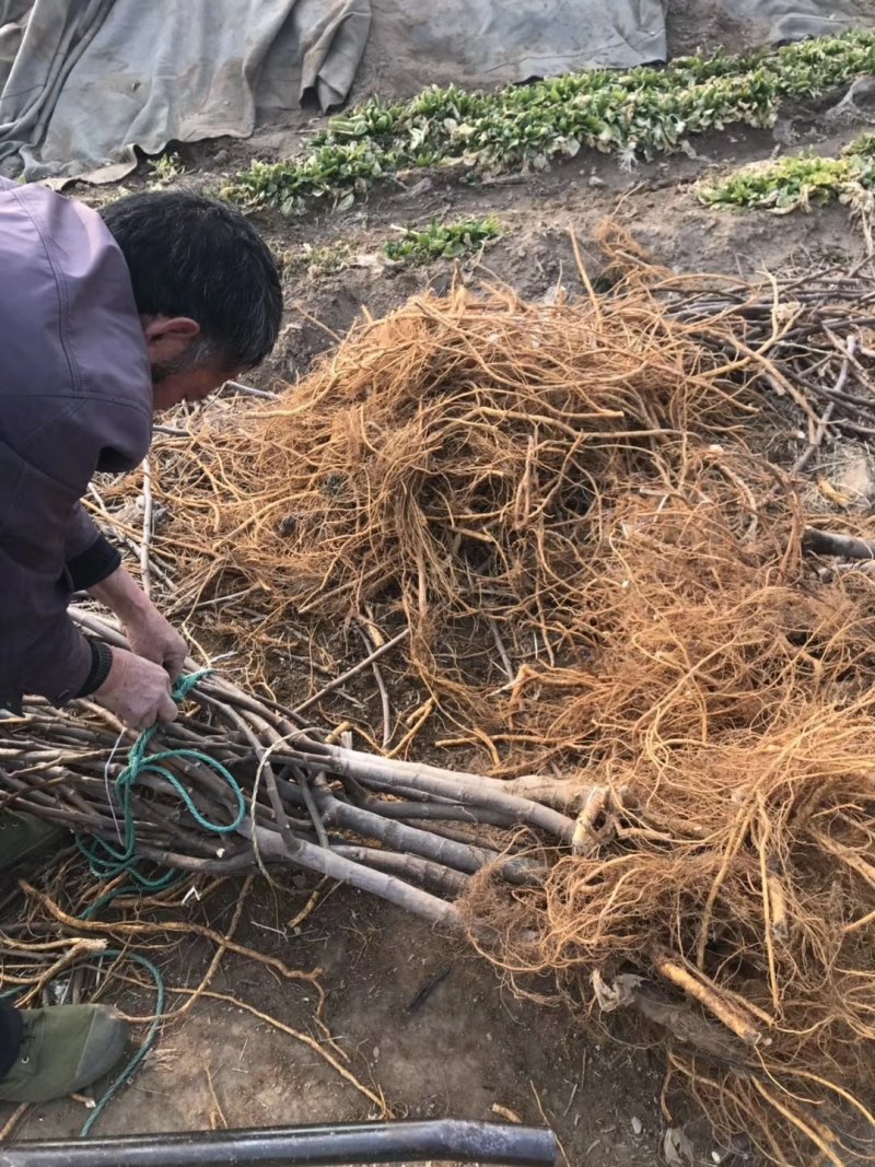 青皮无花果树