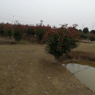 红叶石楠球