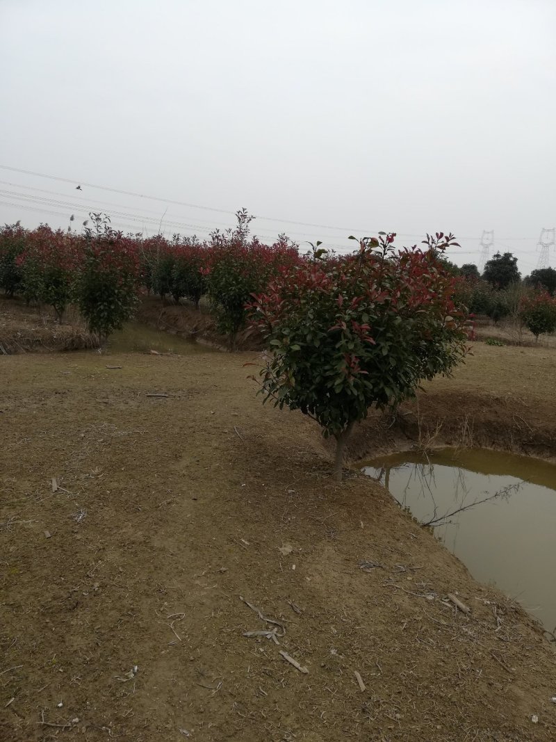 红叶石楠球