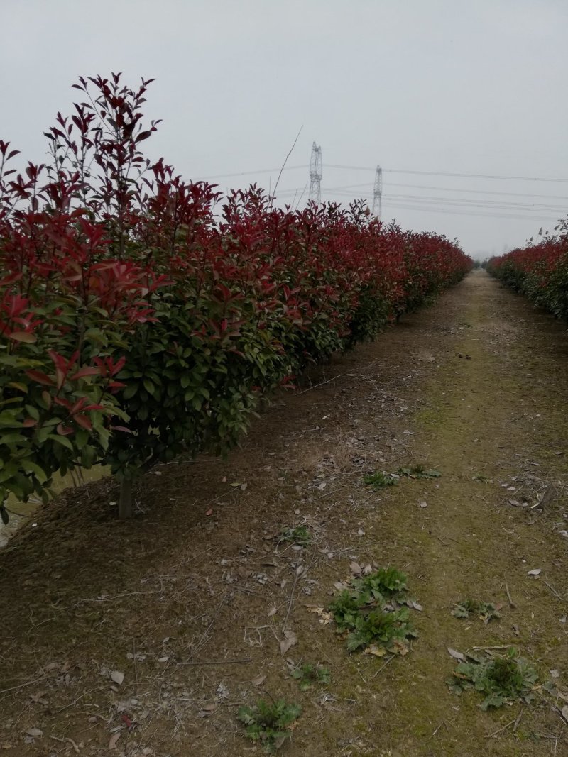 红叶石楠球
