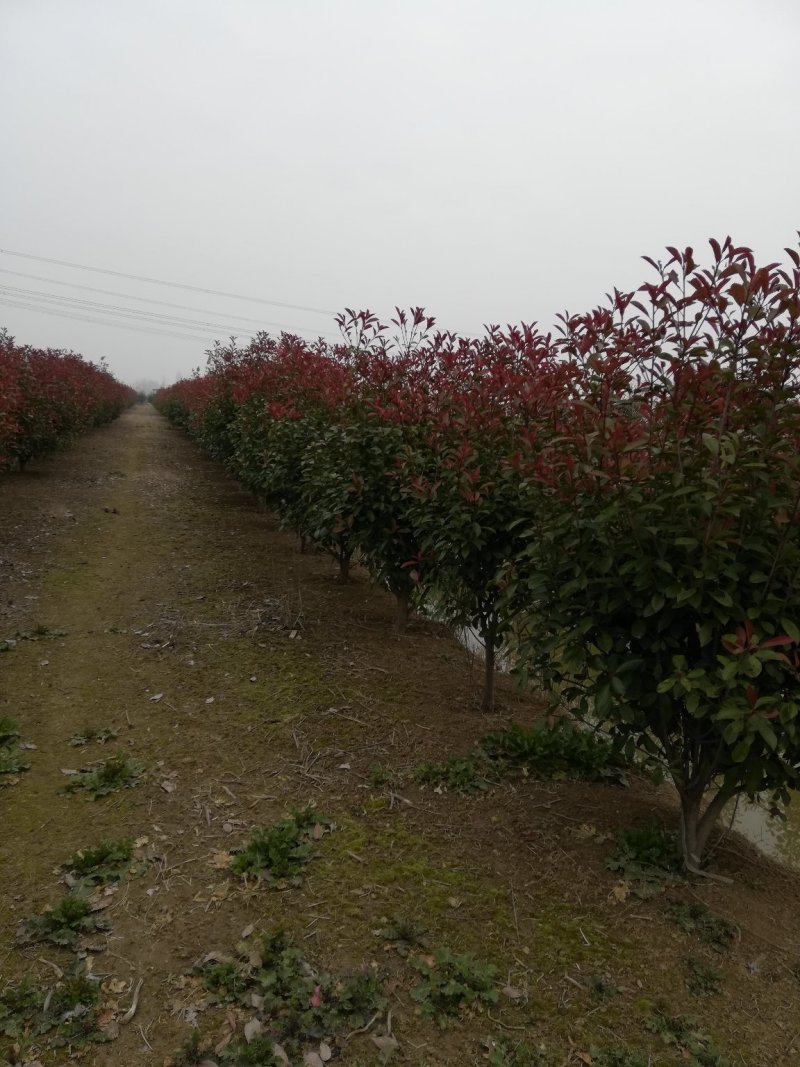红叶石楠球