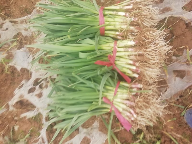 露地红根蒜苗