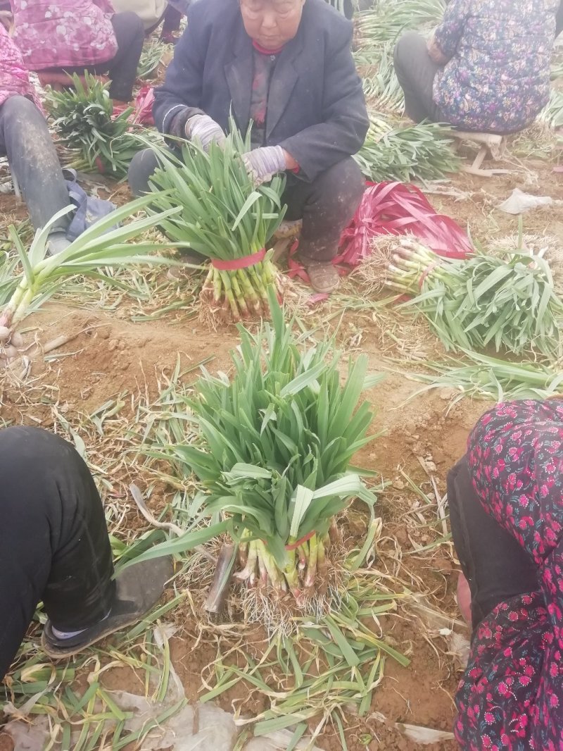 露地红根蒜苗