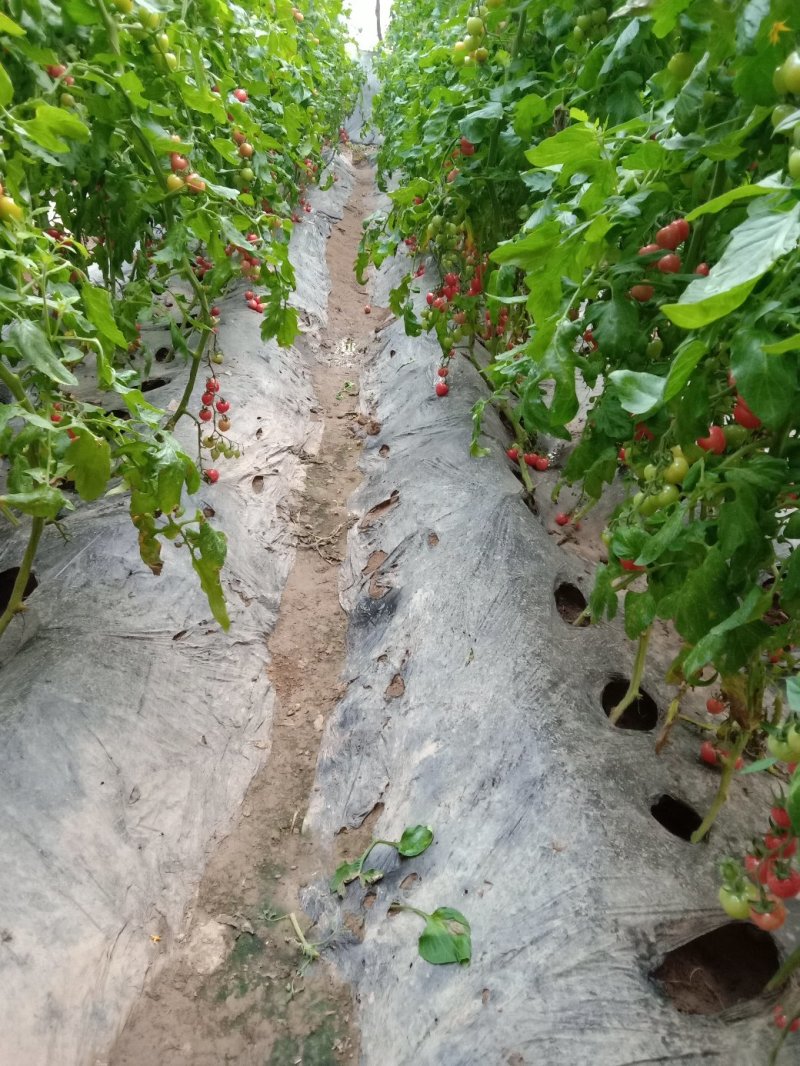 圣女果现货供应