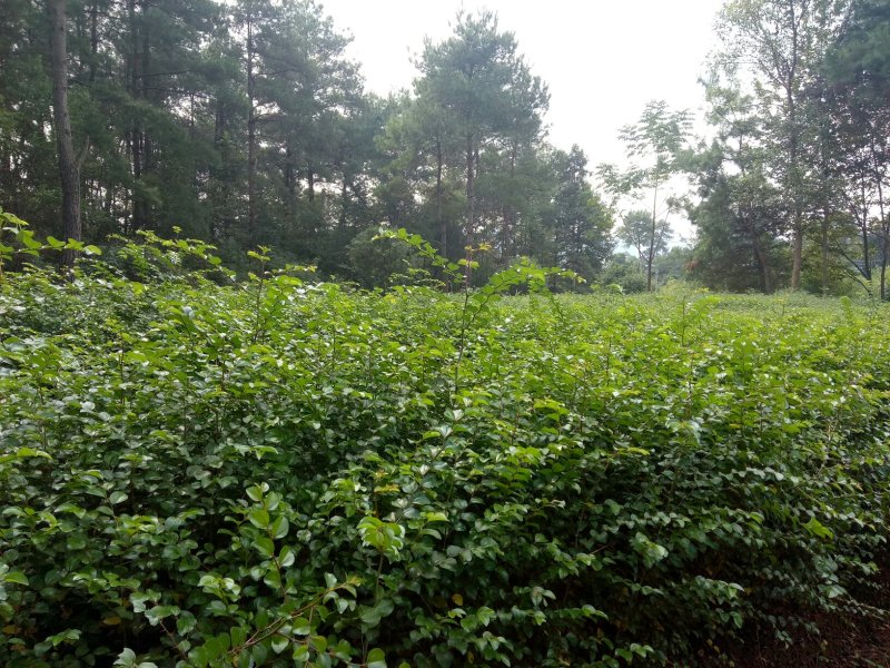 大量供应马甲子刺苗铁篱笆场地批发直供