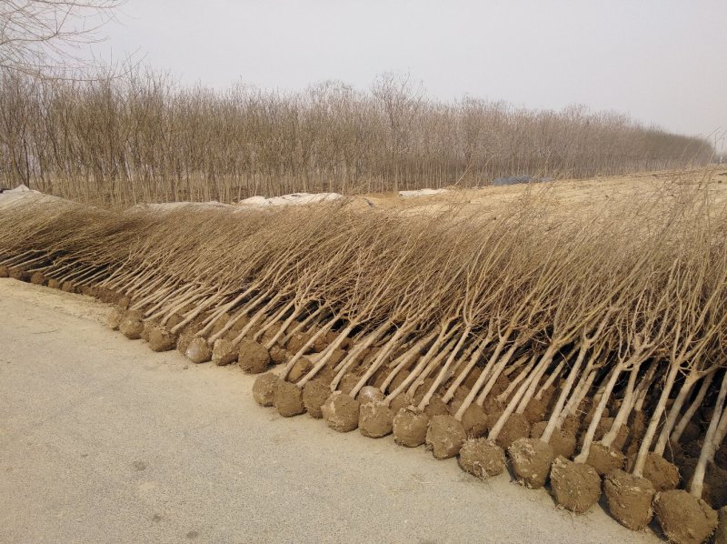 大红甜石榴树，各种规格：独杆丛生绿化工程树，别墅院内景区