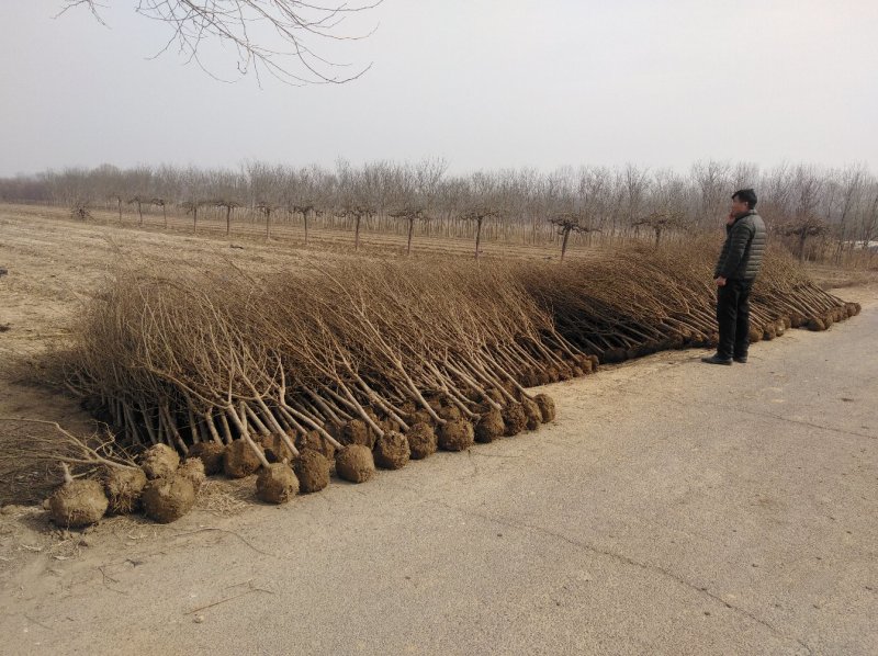 大红甜石榴树，各种规格：独杆丛生绿化工程树，别墅院内景区