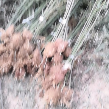 早园竹3米高