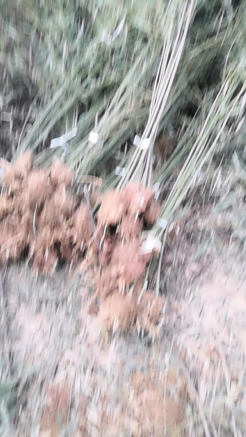 早园竹3米高