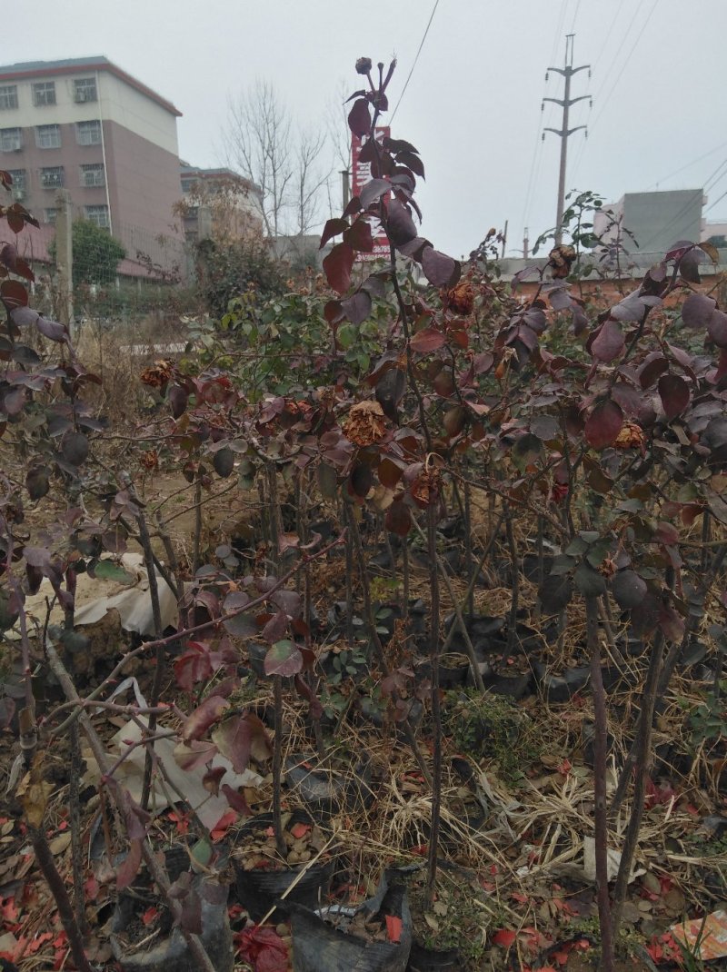 树状月季，嫁接高杆月季花，大花欧月等