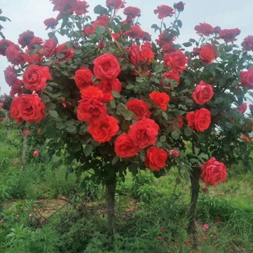 树状月季，嫁接高杆月季花，大花欧月等