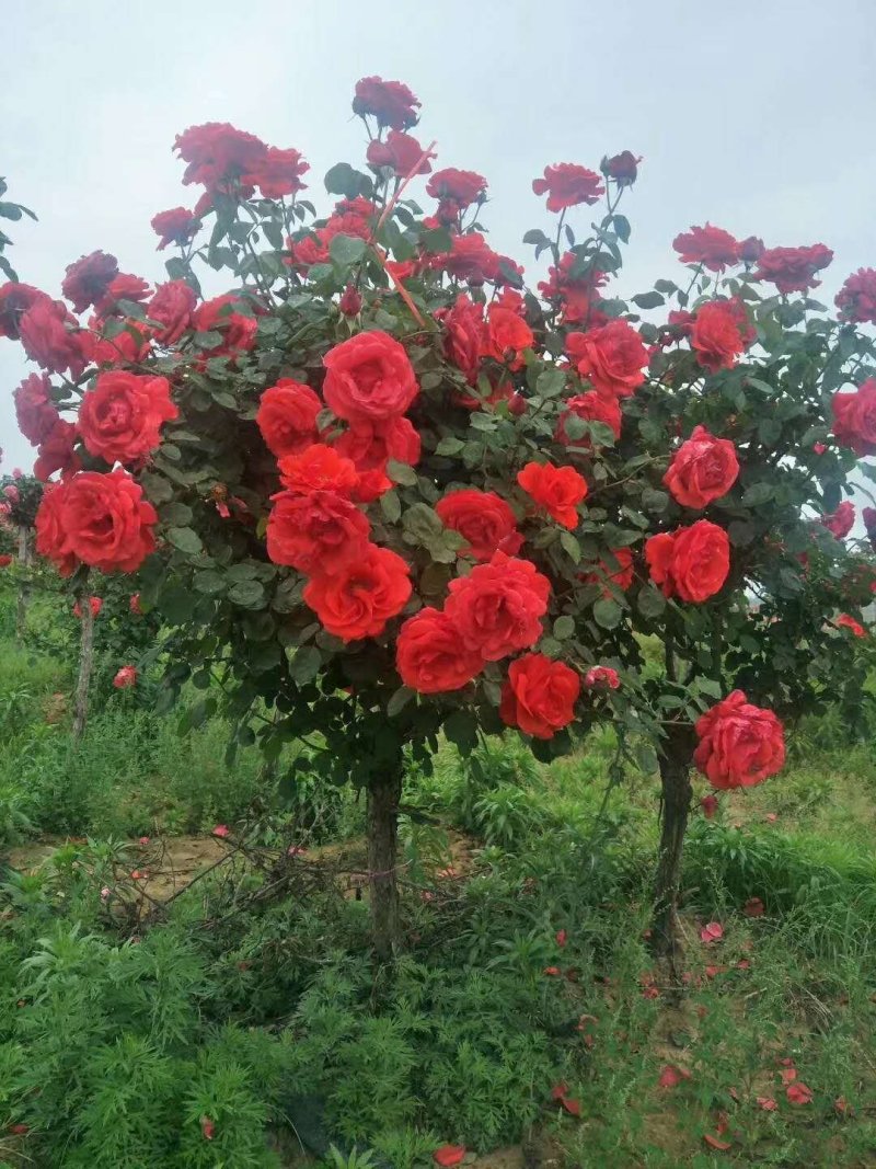 树状月季，嫁接高杆月季花，大花欧月等