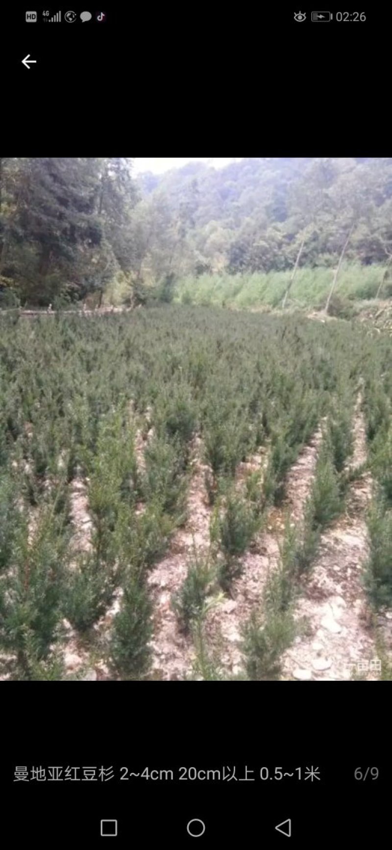 红豆杉启苗中