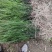 红豆杉启苗中