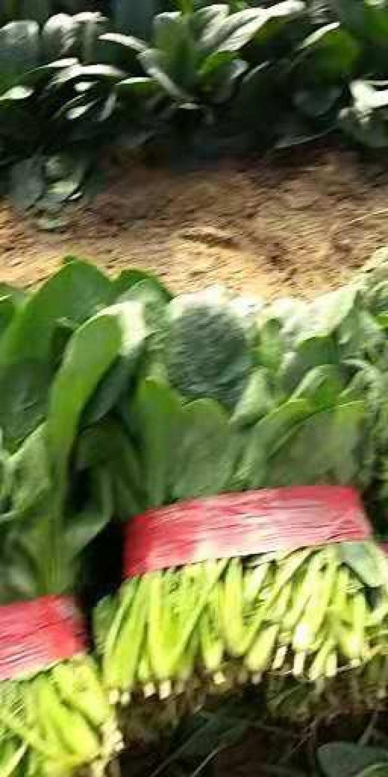 菠菜20~25厘米，现割，新鲜菠菜，叶片黑亮