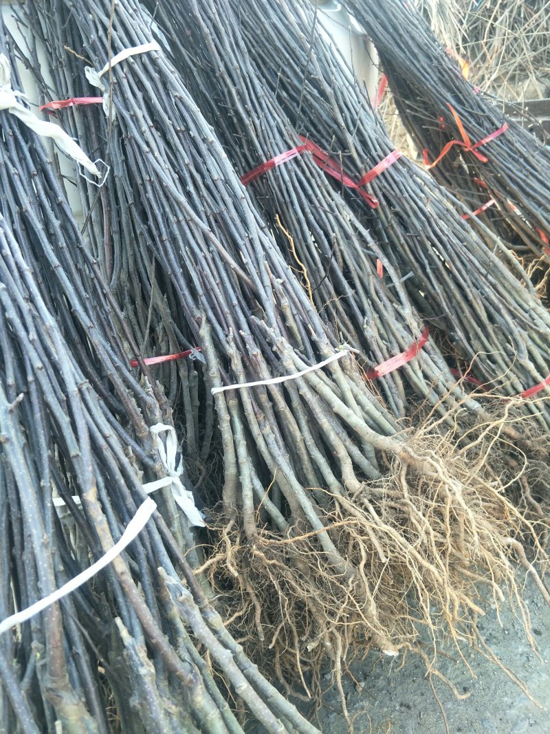 鲁丽苹果树苗维纳斯黄金苹果苗秦脆苹果苗