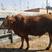 纯正鲁西黄牛，200斤以上牛犊。种公牛，基础母牛