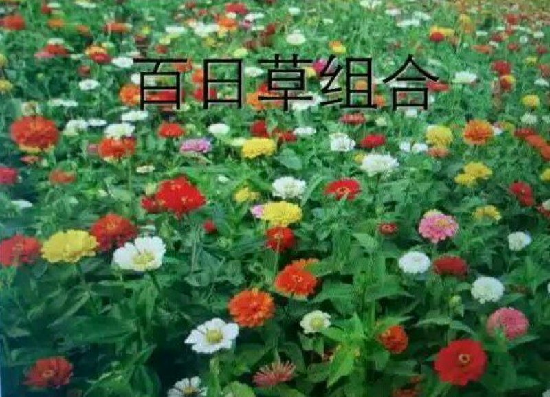 精品波斯菊种子多重人工分拣提取优质花种提供种植技术