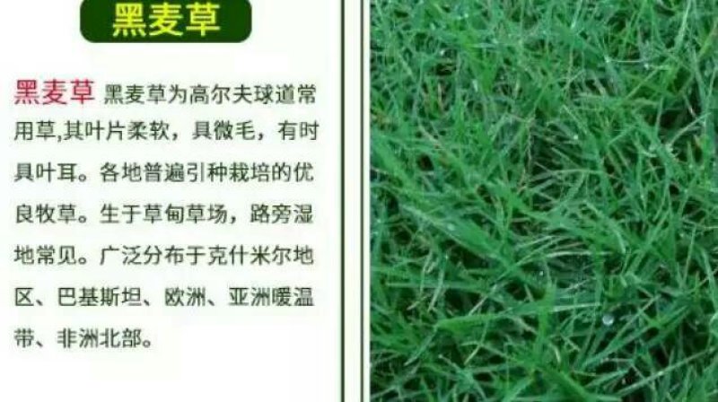 天堂种子95%以上