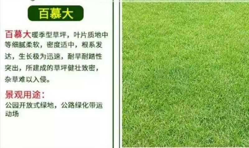 天堂种子95%以上