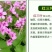 天堂种子95%以上
