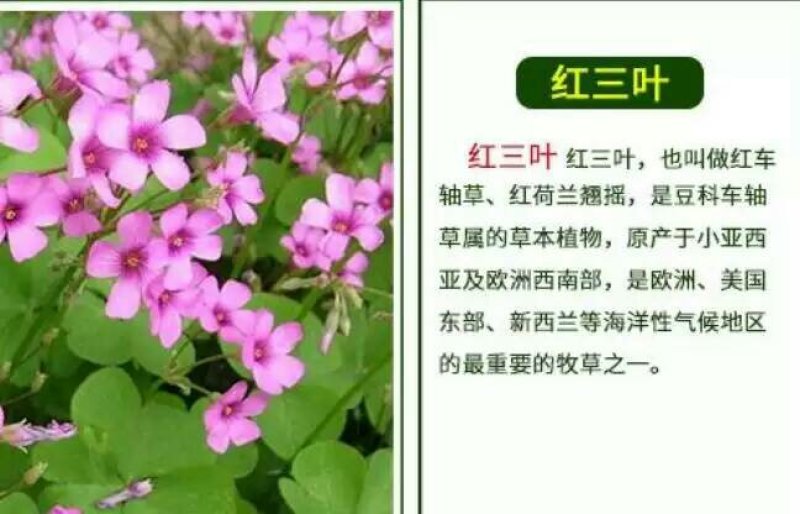 天堂种子95%以上