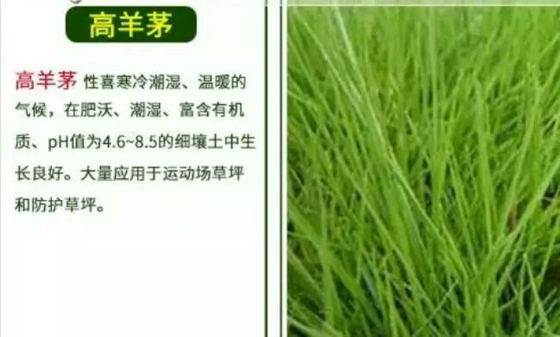 天堂种子95%以上