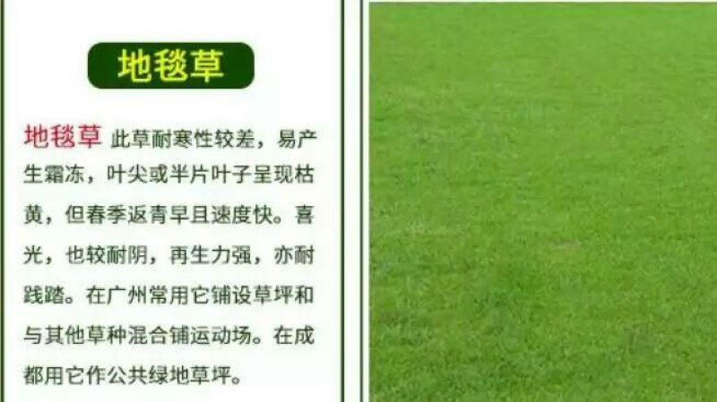天堂种子95%以上