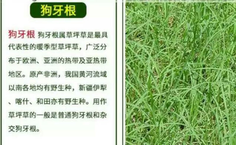 天堂种子95%以上
