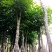 秋枫15公分-16公分