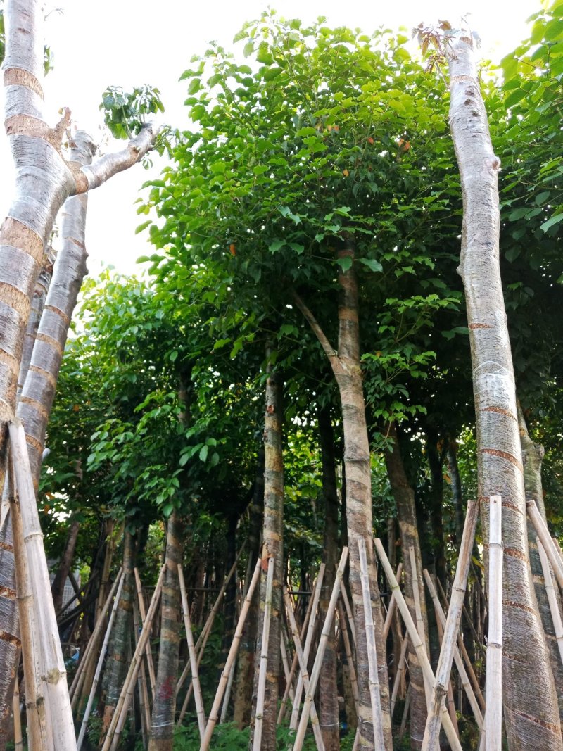 秋枫15公分-16公分