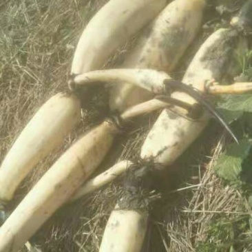 湖北藕种武植二号藕带种苗欢迎订购