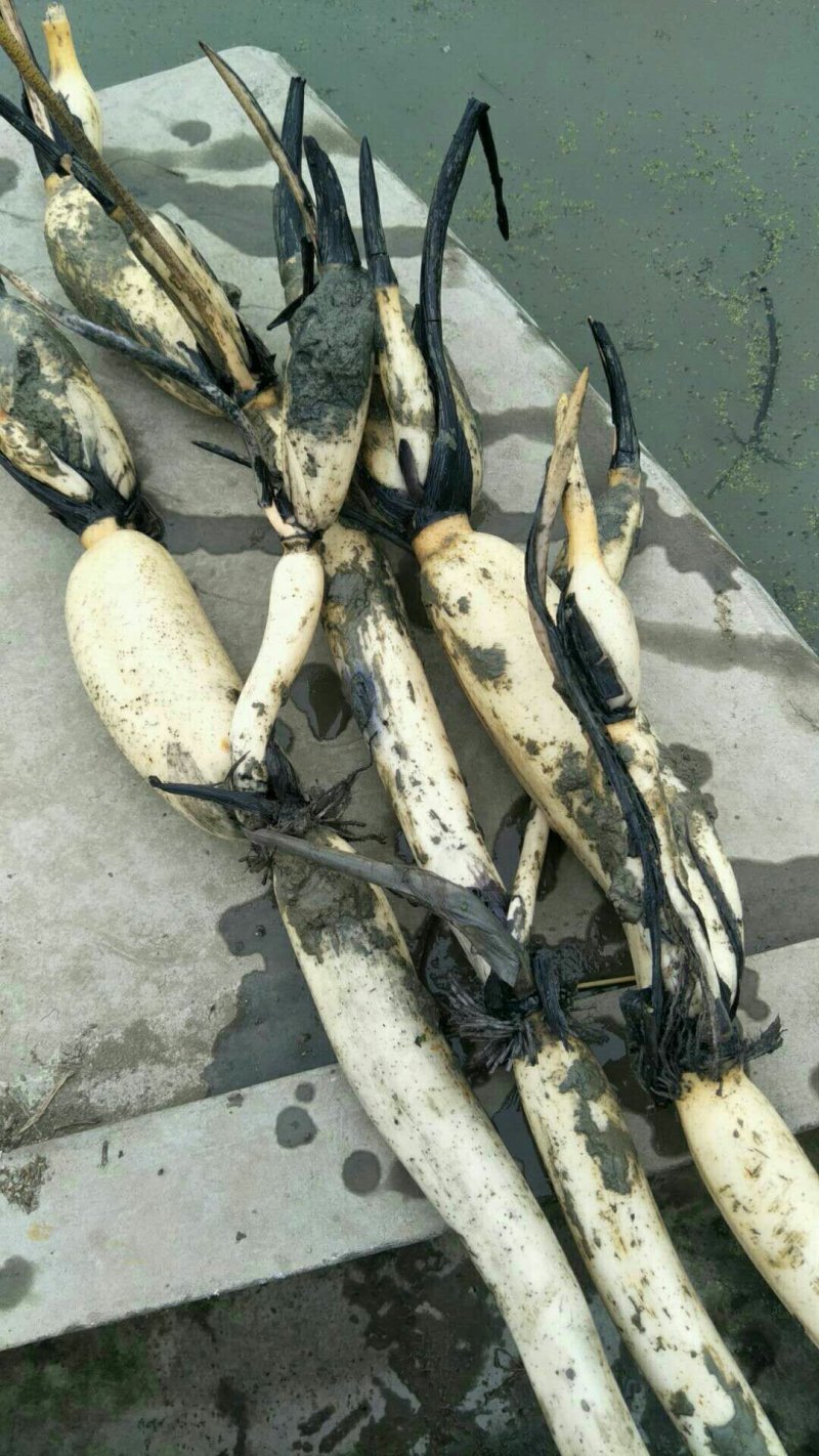湖北藕种武植二号藕带种苗欢迎订购