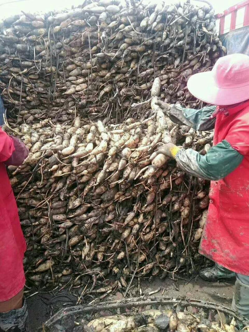 湖北藕种武植二号藕带种苗欢迎订购