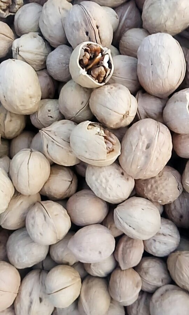新疆核桃价格