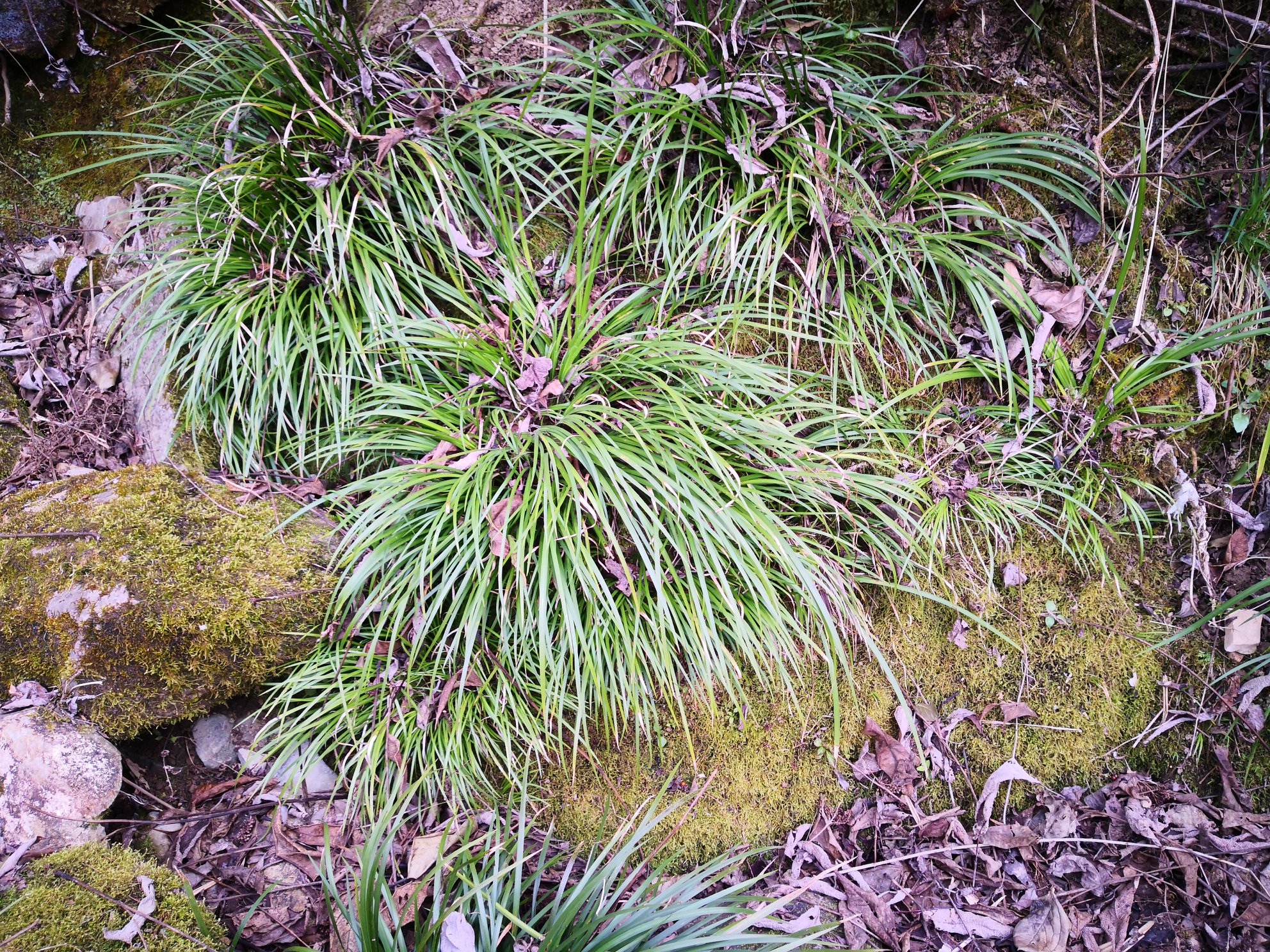 10/棵野生石菖蒲山菖蒲药菖蒲九节蒲叶水剑草药新鲜干货.0630.