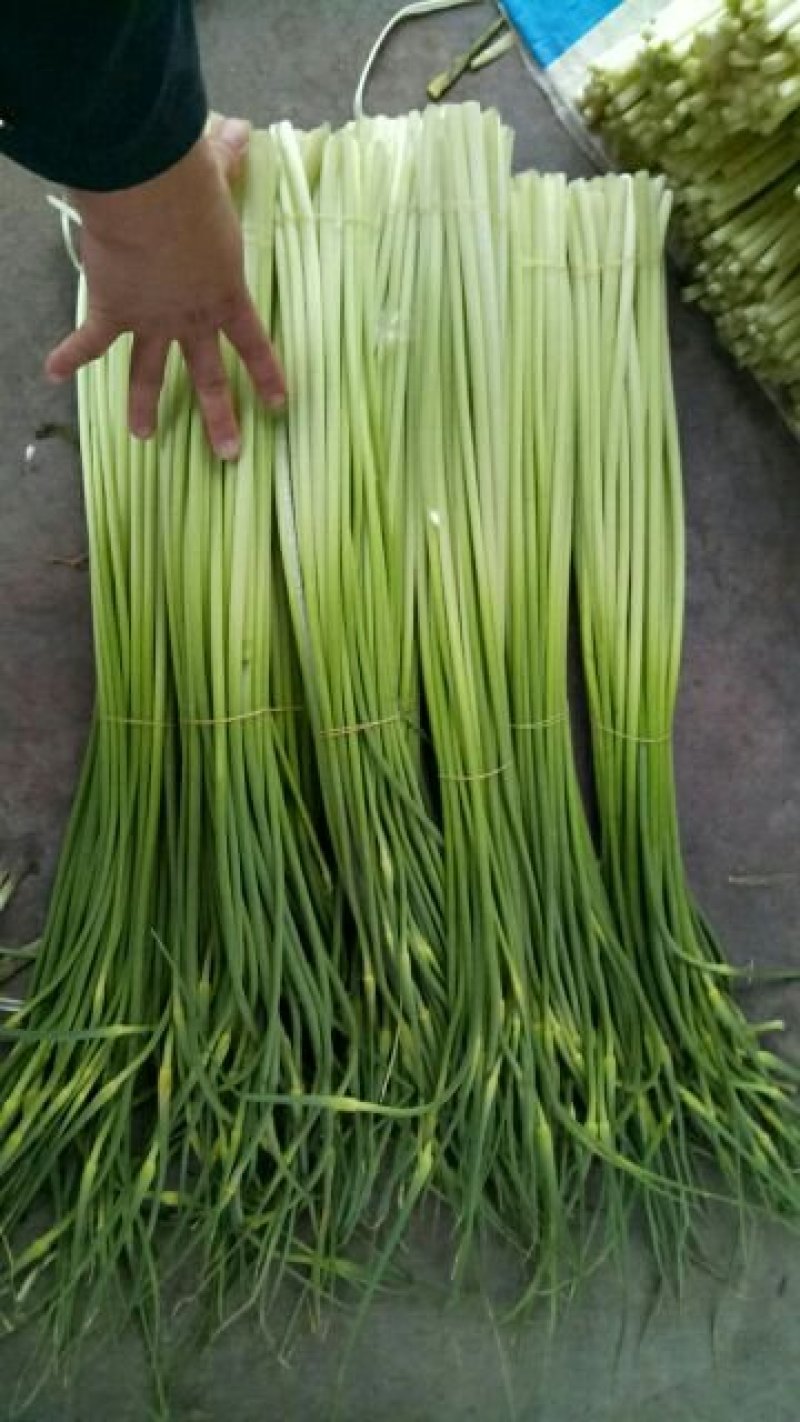 四川彭州：优质蒜苔大量上市了，色泽青绿！……