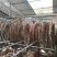 腊排骨腊排腊肉腊鸡腊鸭