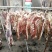腊排骨腊排腊肉腊鸡腊鸭