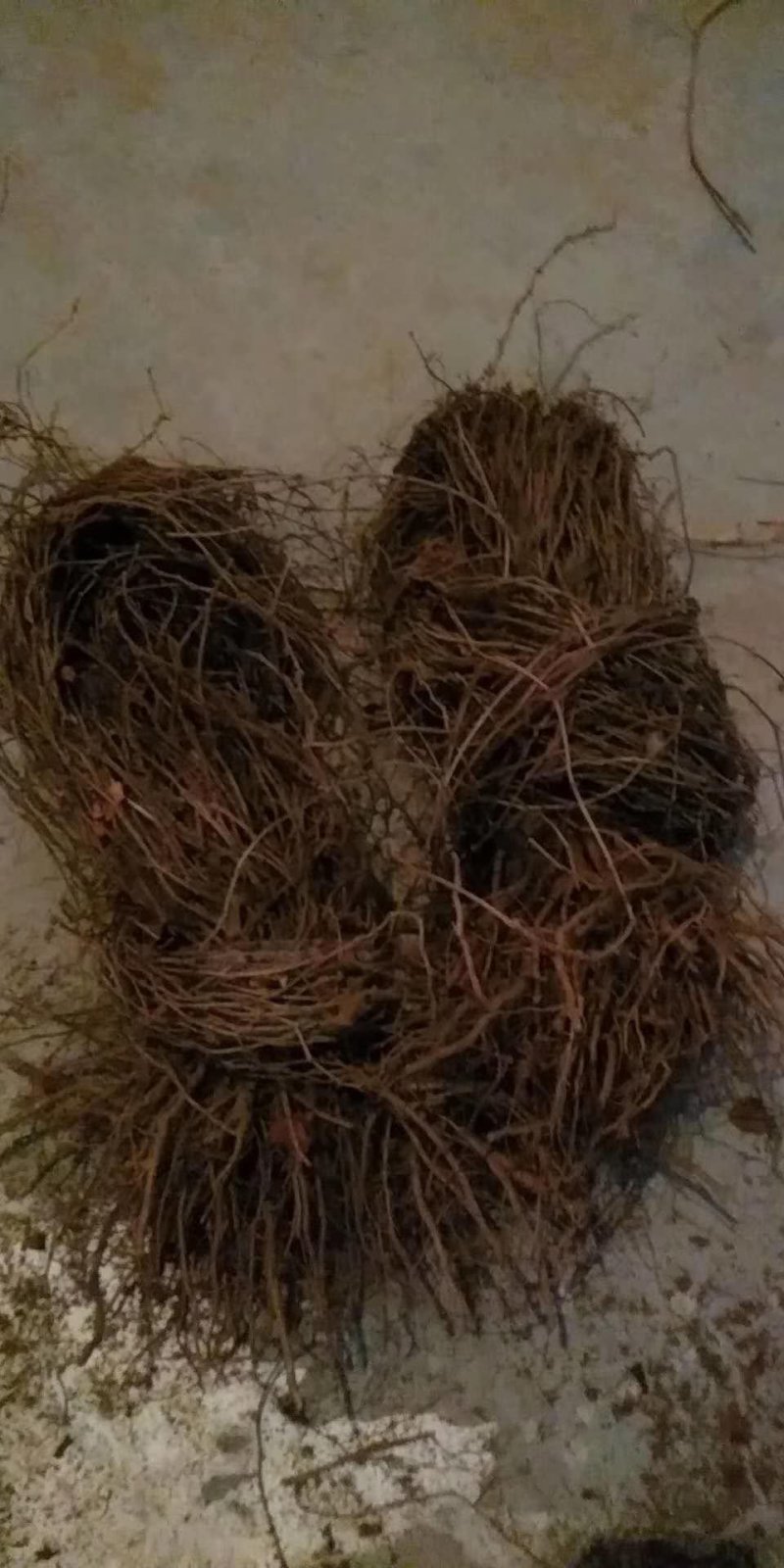 三叶爬山虎