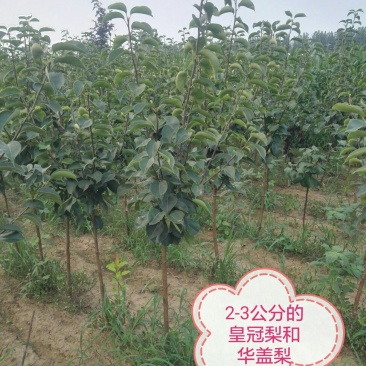 2-6公分梨树，黄冠、烟台、玉露香、苹果梨、等各种品种