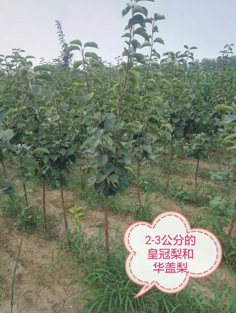 2-6公分梨树，黄冠、烟台、玉露香、苹果梨、等各种品种