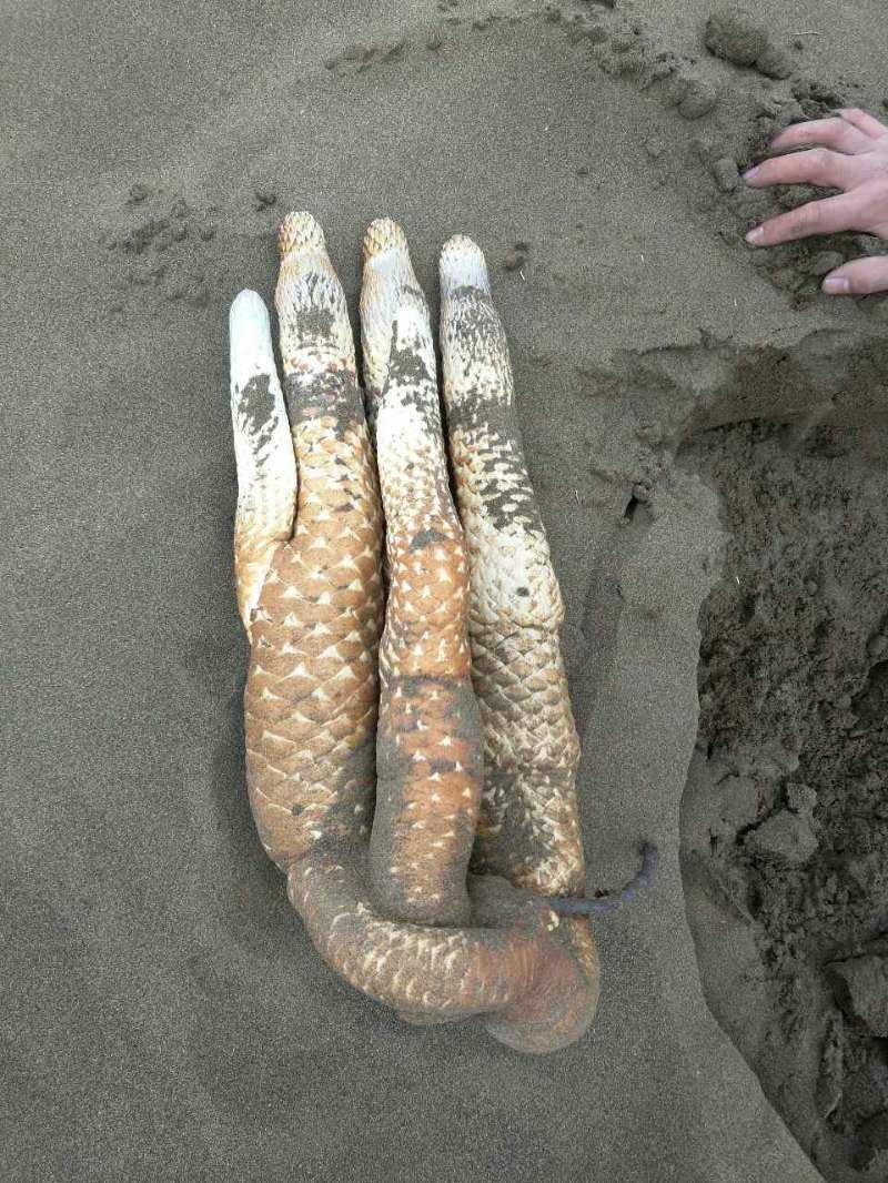 野生肉苁蓉
