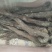 野生肉苁蓉