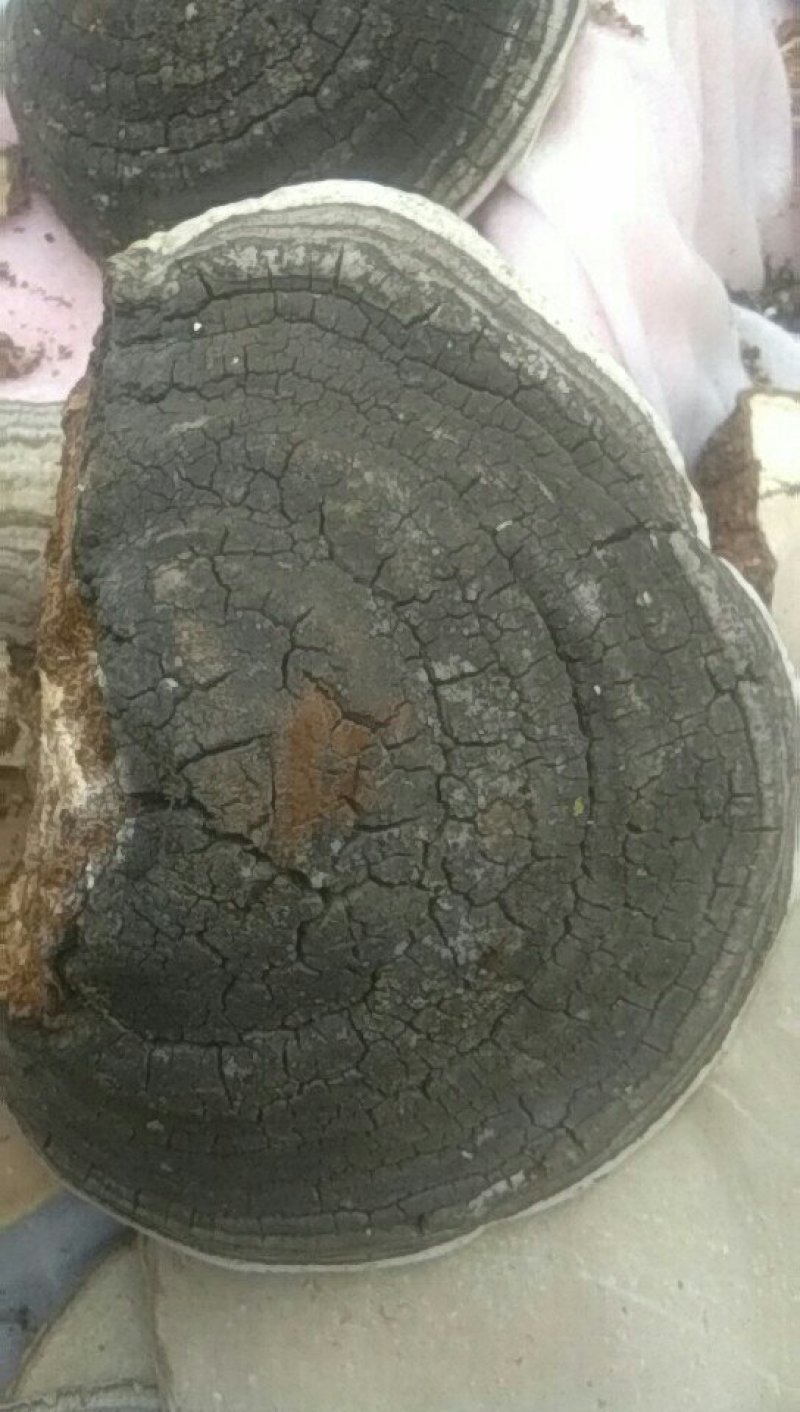 火木层孔菌